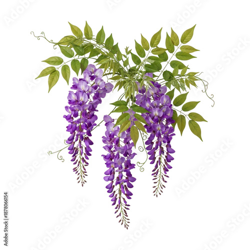 Purple wisteria flowers isolated on transparent background