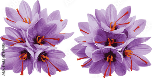 Detailed vector illustration of purple saffron flowers isolated on a white background