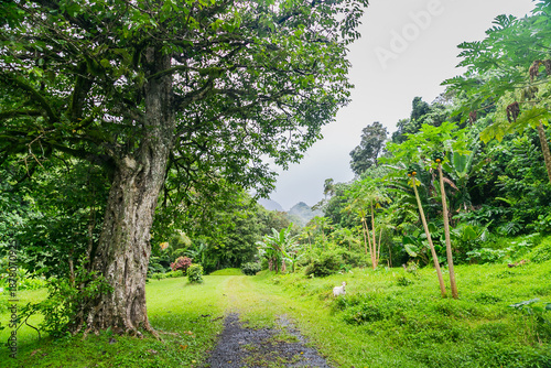 Foto The goat grazes in the jungle forest between palm trees