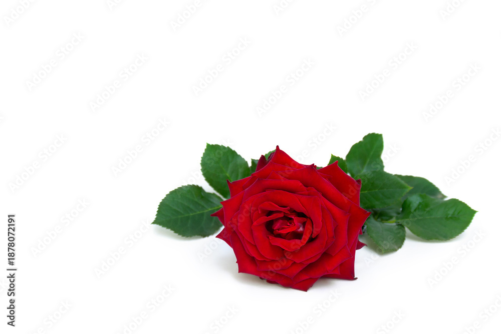 Fototapeta premium Red rose flower with green leaves on white background, isolated bloom with copy space for text