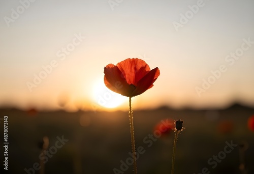 Red poppy flowers bloom in a wild meadow field at sunset under a blue sky during a rural summer landscape