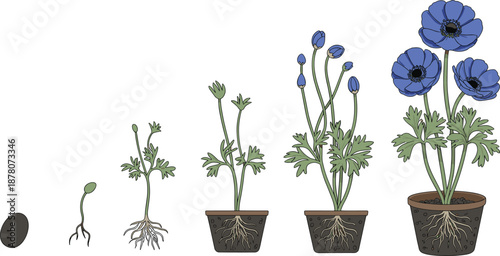 Cartoon flowering plant life cycle icon set with seed, sprout, seedling, bud, bloom, and root system in pots.