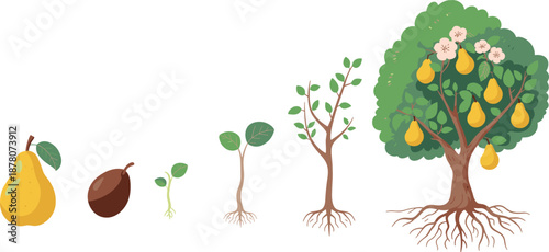 Cartoon pear tree life cycle icon set with fruit, seed, sprout, sapling, young tree, and mature fruit-bearing tree.