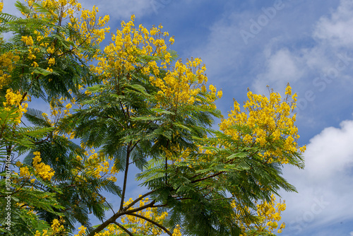Detail of the flowering Canafístula tree, also known as yellow angico, farinha seca, and faveira, in an urban area of ​​Guarani, Minas Gerais state, Brazil.