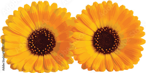 Two Vibrant Orange Calendula Flowers Vector Illustration Isolated on White Background