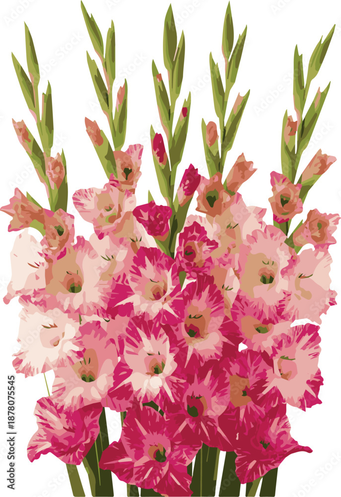 Fototapeta premium Vibrant Pink and Magenta Gladiolus Flowers Vector Illustration on White Background