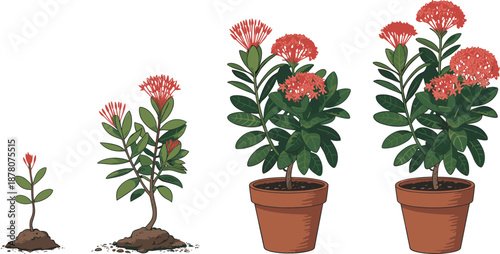 Flowering plant growth stages illustration showing seedling, young shrub, and mature blooming potted plant for gardening, houseplant care, botanical education, and nature design