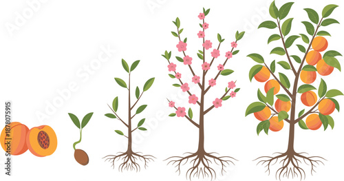 Peach tree life cycle illustration showing seed germination, young tree growth, flowering stage, and ripe fruit harvest for gardening, agriculture education, and botanical concepts