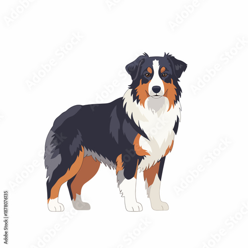 Australian Shepherd Dog Breed Illustration
