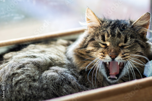 Foto Adorable feline with drooping eyes and relaxed posture inside comfortable home e