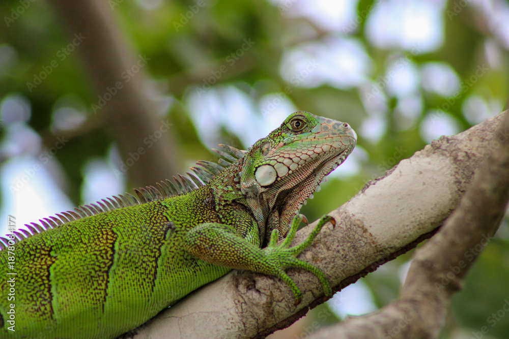 Fototapeta premium Green iguana climbing tree in tropical forest of Panama