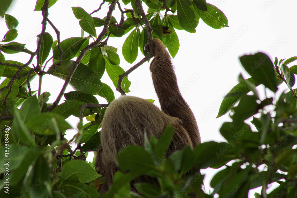 Naklejka premium Sloth climbing in tropical forest at Punta Culebra, Panama