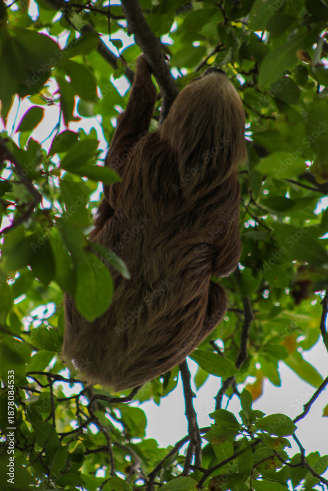 Naklejka premium Sloth climbing in tropical forest at Punta Culebra, Panama