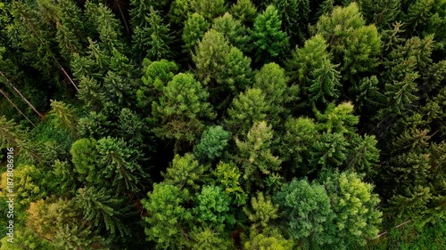 a healthy decidual forest from above 4k 25fps video