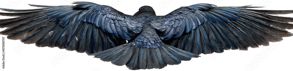 Obraz premium Black Raven with Spread Wings in Flight