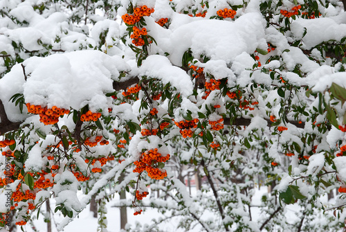 White snow and red berries