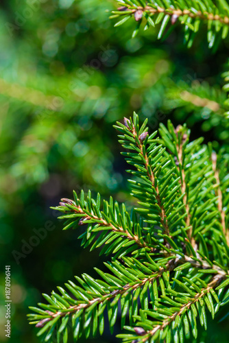 Close-Up Of Green Fir Needle Branches For Nature, Holiday, And Garden Stock P...