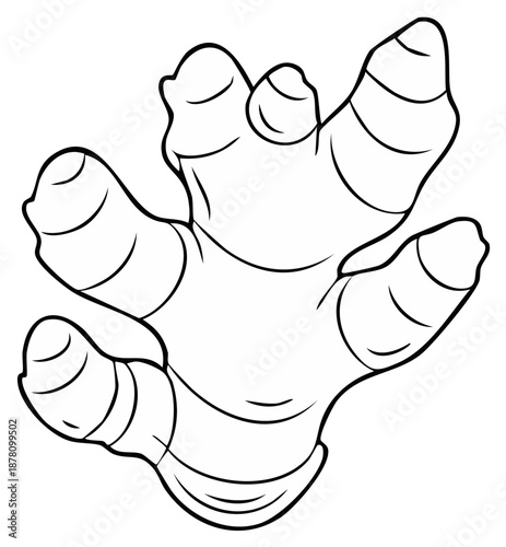 Black and white illustration of a fresh ginger root, isolated on white background