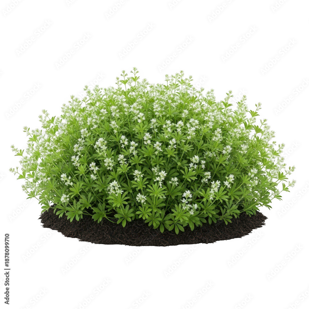 Obraz premium Galium odoratum bush isolated on transparent background