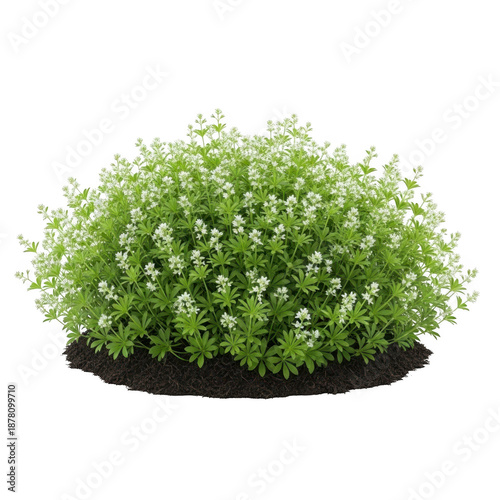 Galium odoratum bush isolated on transparent background