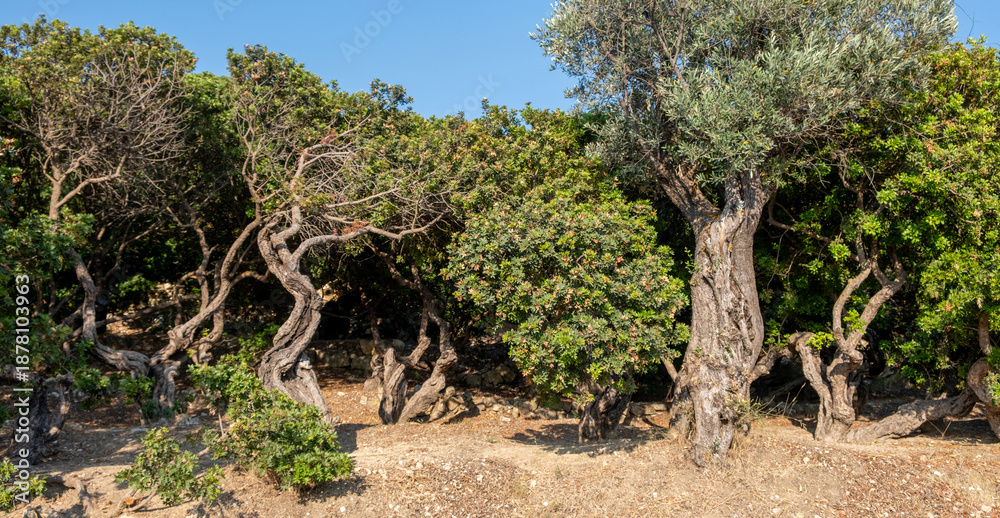Fototapeta premium Mastic gum tree at Chios island, Greece. Pistachia lentiscus shrub cultivated for mastiha tears