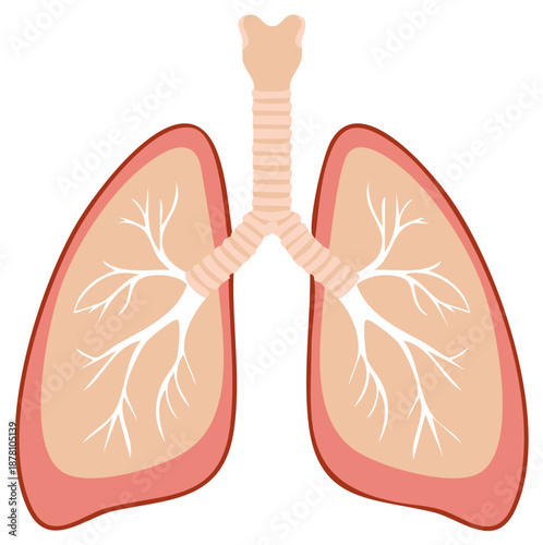 Human lungs anatomy illustration with trachea and bronchial tree diagram