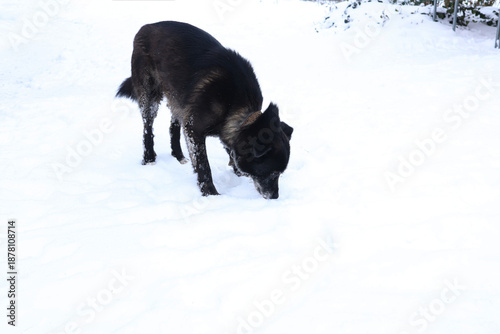 A lone black dog walks across a snowy field