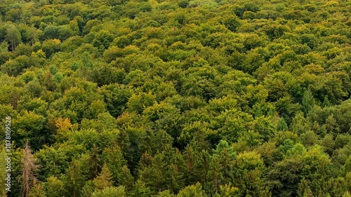 a healthy decidual forest from above 4k 25fps video