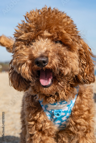 Portrait of a red Maltipoo. Domestic pet laughing on beach on sunny day