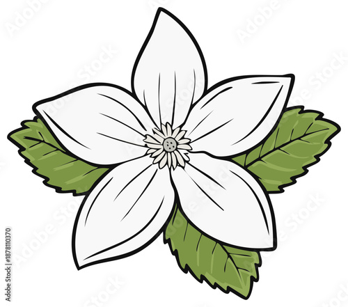 Elegant white dogwood flower illustration with five petals and green leaves
