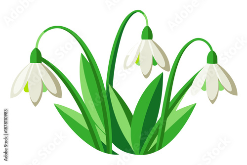 Stylized Snowdrop Flowers with Thin Green Stems on White