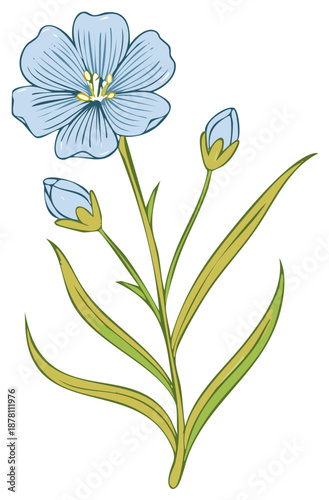Blue Flax Plant Illustration: Open Bloom, Buds, and Green Leaves on Stem