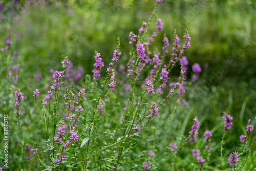 Flower Bud Lythrum salicaria plant green leaves. Meadow nature. Purple loosestrife inflorescence. Flowers family Lythraceae,