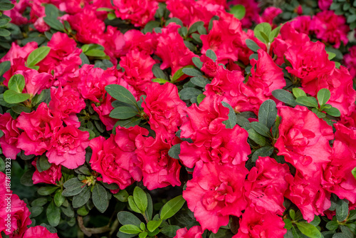 Azalea bud flower. Rhododendron plant in garden. Floral background. Red color bush