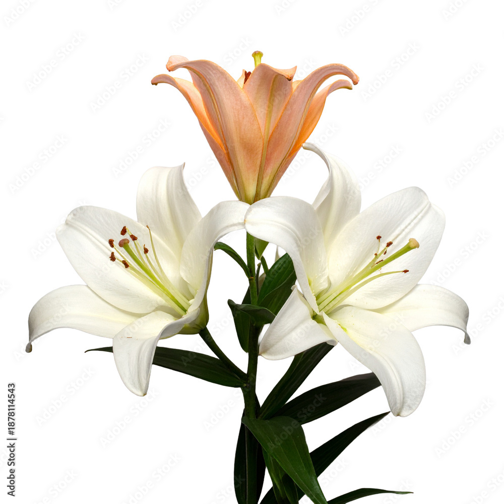Obraz premium Open white and orange lily bouquet in a natural style. A fresh and vibrant look for floral shop displays and spring decor.
