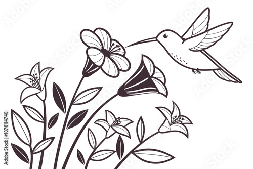 Graceful Hummingbird Nectaring from Beautiful Lily Flowers Line Art.