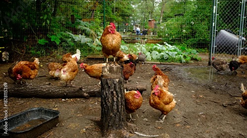 Close up of hen standing on tree stump while other chickens freely roaming in fenced outdoor enclosure as animals being cage free raised
