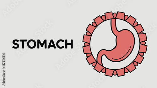 Illustration of human stomach Vector