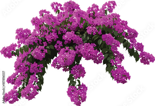 Vibrant purple bougainvillea flowers cascading with lush green leaves isolated on white background, elegant tropical floral concept for nature design and decoration