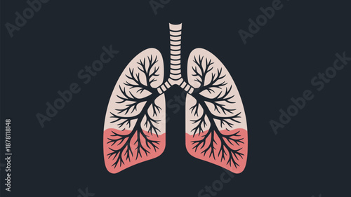 Human lung anatomy illustration Vector