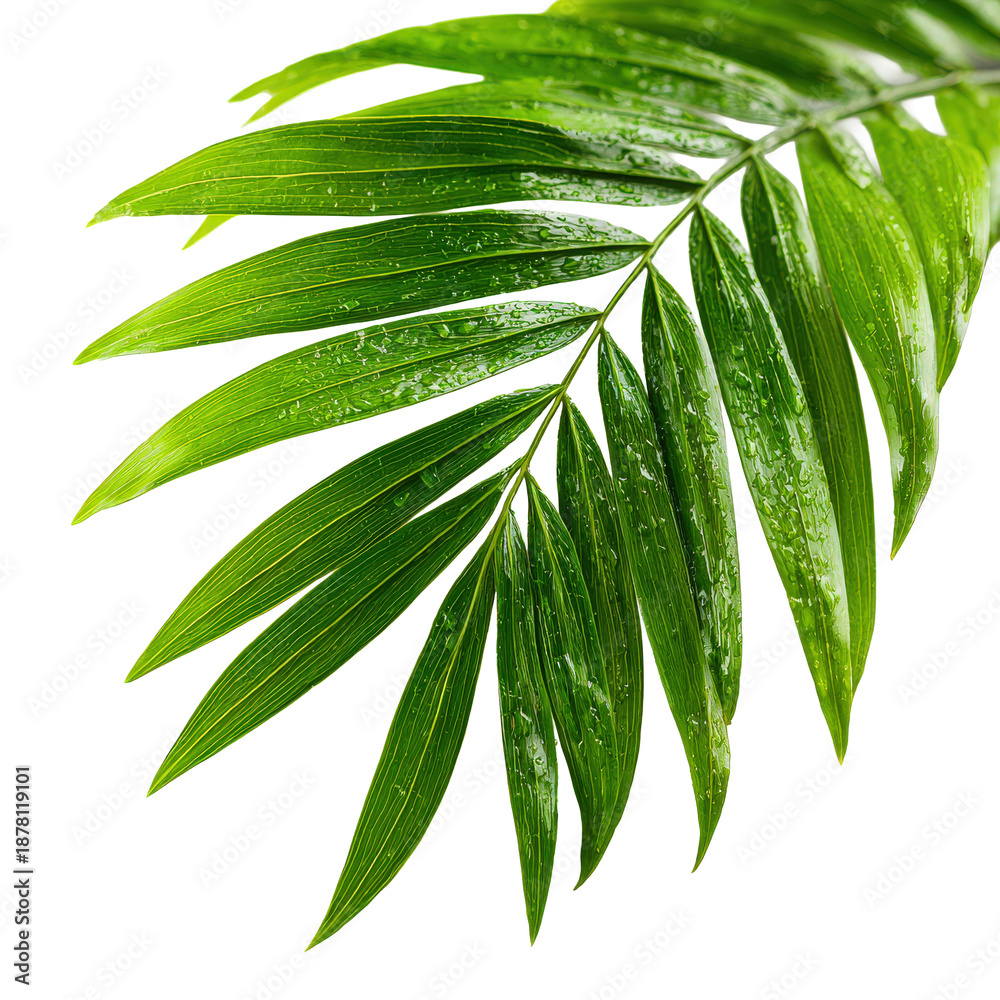Fototapeta premium Tropical Green Palm Leaf with Water Drops