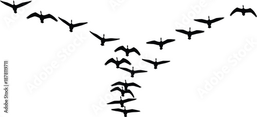 Flying bird flock silhouette illustration in V formation, migrating birds in flight isolated on white background for freedom, nature, teamwork, and wildlife design concepts