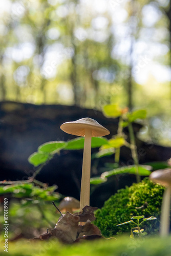 Seta en la infinidad del bosque