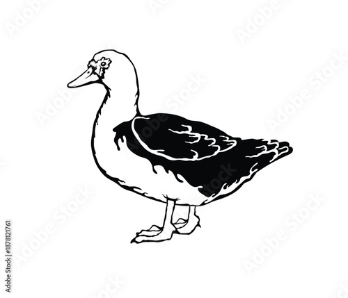 Vector illustration of a Muscovy duck
