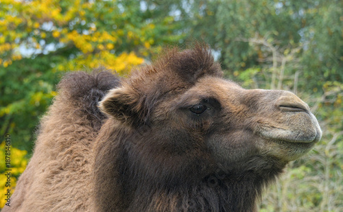 beautiful portrait of a brown camel