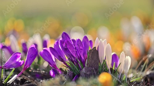 Delicate crocus flowers blooming in spring sunlight, serene nature background, 4K slow motion