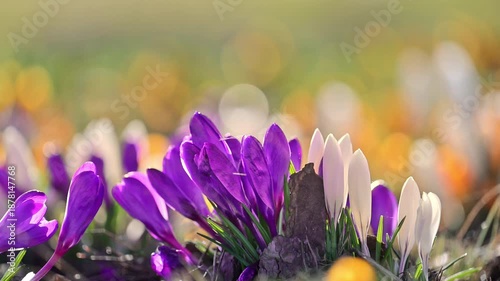 Colorful spring crocuses blooming on meadow, peaceful nature scene, cinematic 4K slow motion