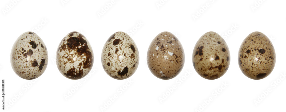 Fototapeta premium QUAIL EGGS SEEN FROM THE FRONT