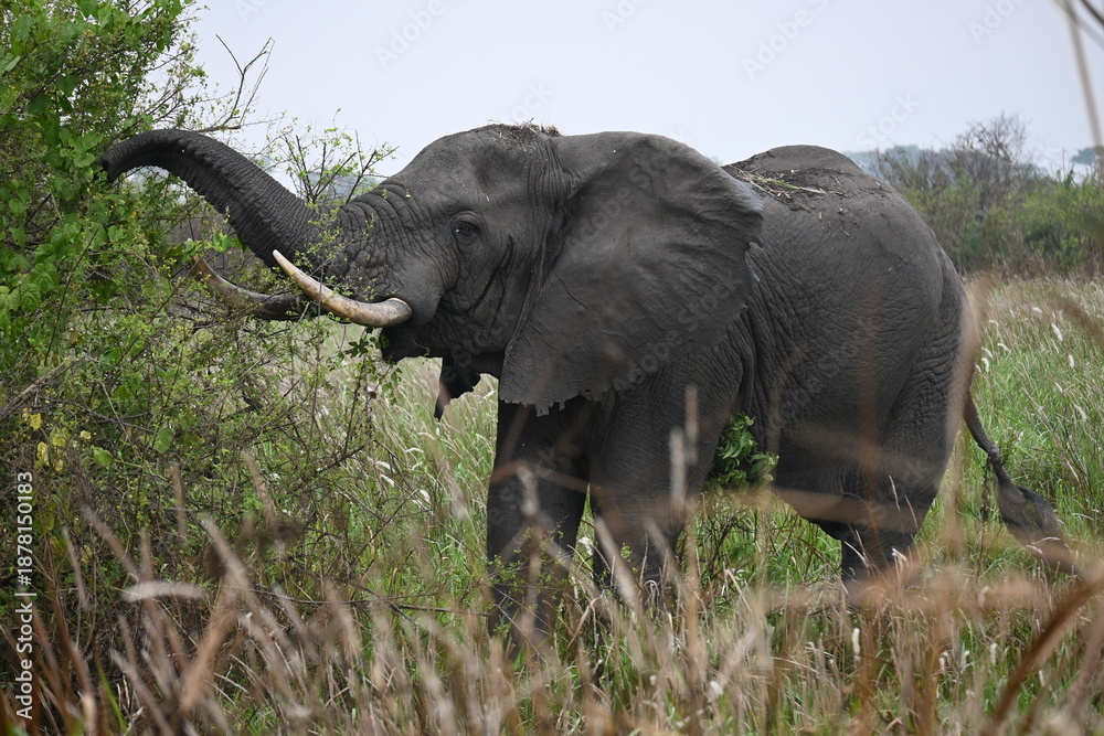 Obraz premium elephant