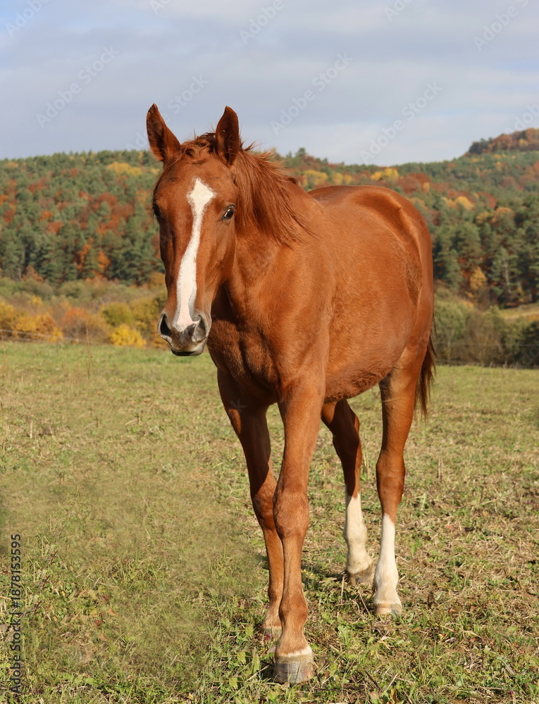 Obraz premium A brown horse is standing in a field with green grass